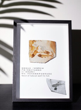 古生物狼鳍鱼三叶虫牙齿标本摆件