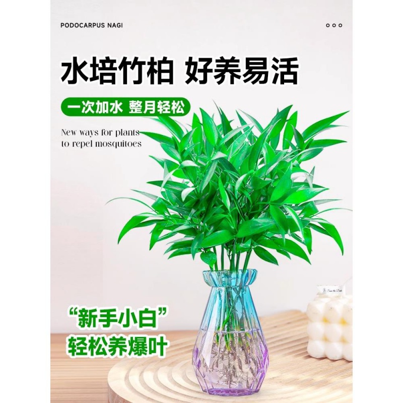 驱蚊竹水培植物室内水养绿植花卉盆栽办公室桌面四季常青好养 - 图0