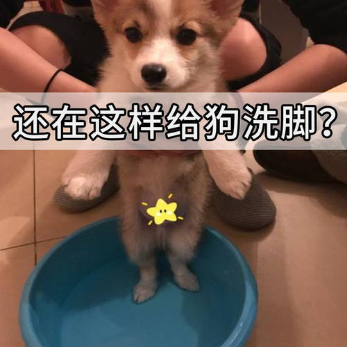 遛狗狗洗脚擦清洁器宠物洁足泡沫免洗猫咪爪子底脚臭足部用品 - 图3