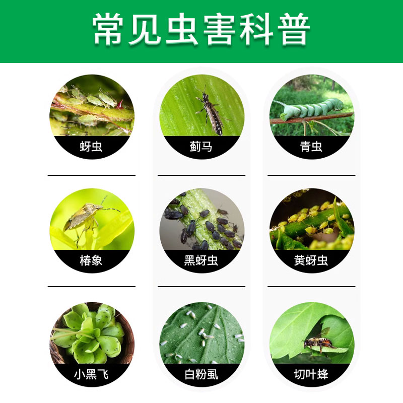 吡虫啉杀虫剂送营养液蚜虫蓟马飞虱小黑飞蚧壳虫介壳除虫药花卉药 - 图2