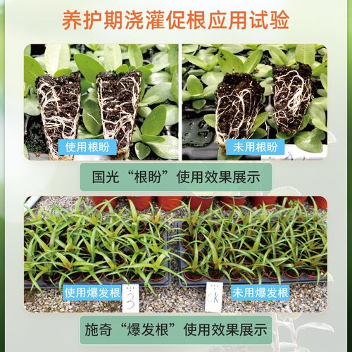 国光根盼吲哚丁酸萘乙酸植物生根剂扦插移栽苗木花卉爆发式生根液 - 图0