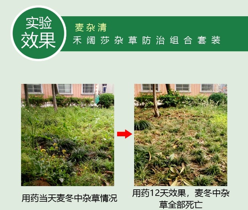 靓禾麦杂清麦冬吉祥草兰花三七草坪专业除草剂除尖叶阔叶莎草杂草 - 图2