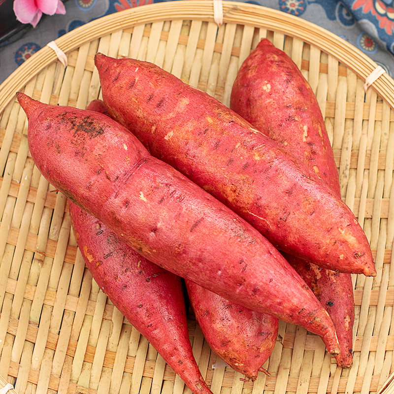 六鳌红蜜薯现挖新鲜10斤5板栗红薯 沁枝番薯