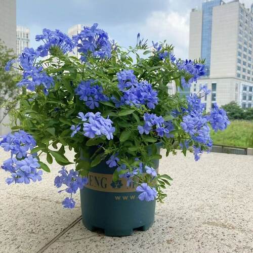 蓝雪花绿植盆栽室内室外阳台绿植开花净化空气美观庭院爬藤植物 - 图0