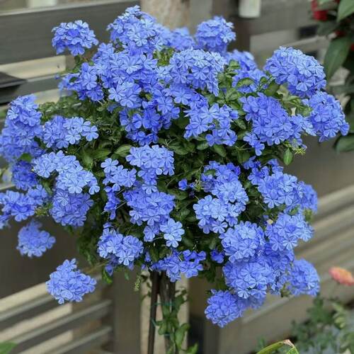 蓝雪花绿植盆栽室内室外阳台绿植开花净化空气美观庭院爬藤植物 - 图2