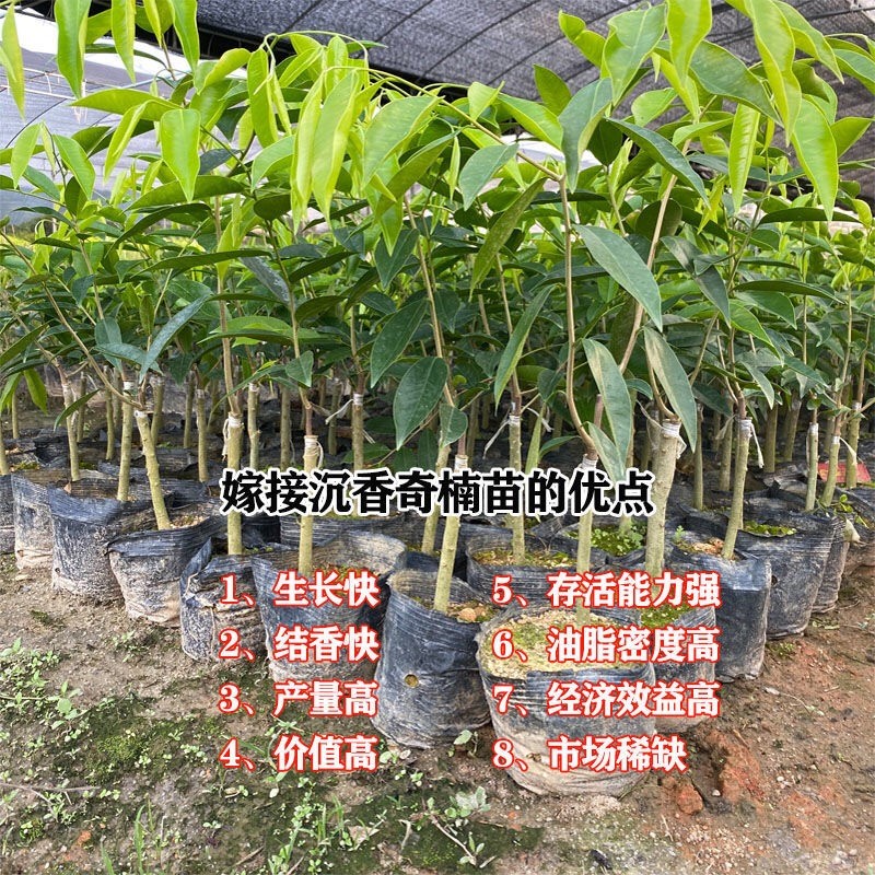 奇楠沉香树苗正宗越南奇楠小苗沉香实生树苗名贵树苗绿化树苗盆栽-图1