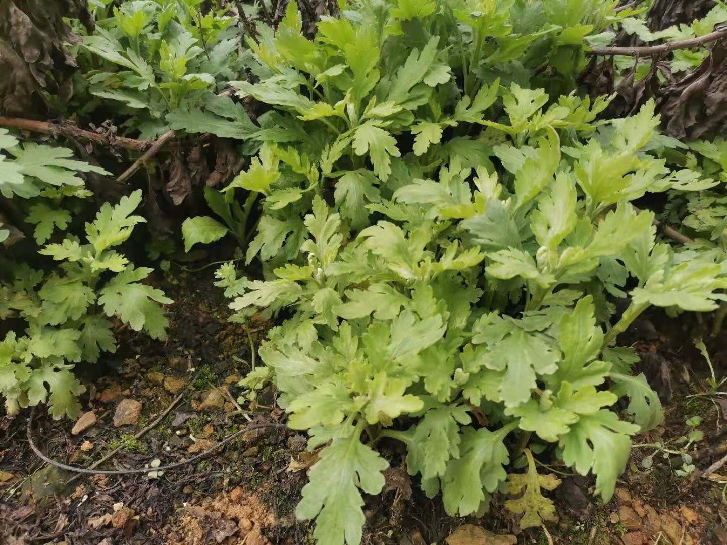 5棵可食用菊花苗金丝皇菊苗泡茶喝阳台庭院观赏植物黄色秋菊盆-图2