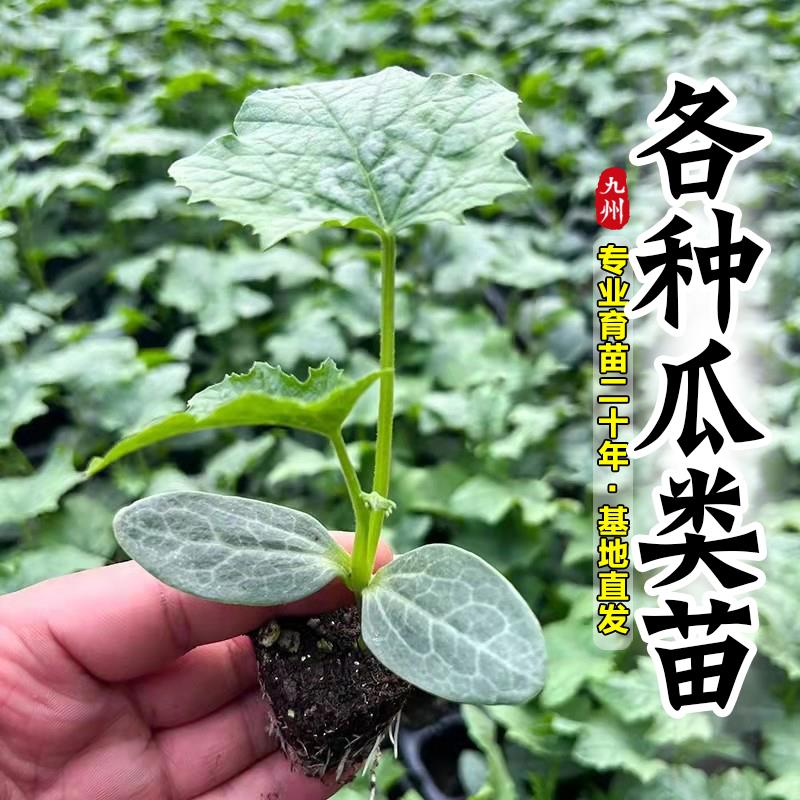 蔬菜苗秧辣椒苗番茄苗茄子苗黄瓜苗四季播种阳台盆栽水果树苗大全