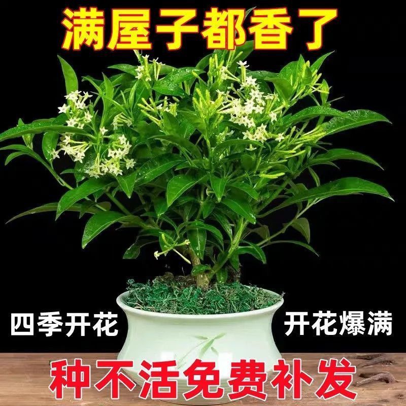 夜来香花树苗夜来香盆栽花卉植物室内驱蚊花苗浓香夜来香四季开花 - 图1