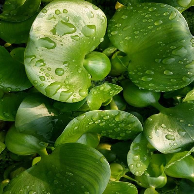 水葫芦水草浮萍鱼缸乌龟虾花卉鱼池塘净化水生植物种苗莲花水芙蓉 - 图2