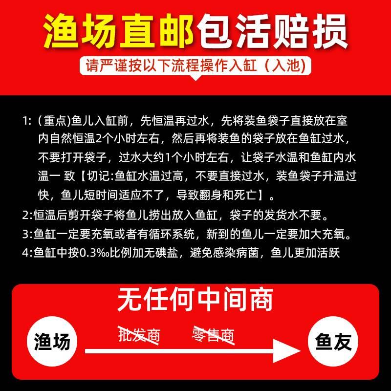 锦鲤鱼金鱼活鱼黄金龙凤冷水淡水鱼好养耐活鱼苗观赏鱼活体风水鱼 - 图2