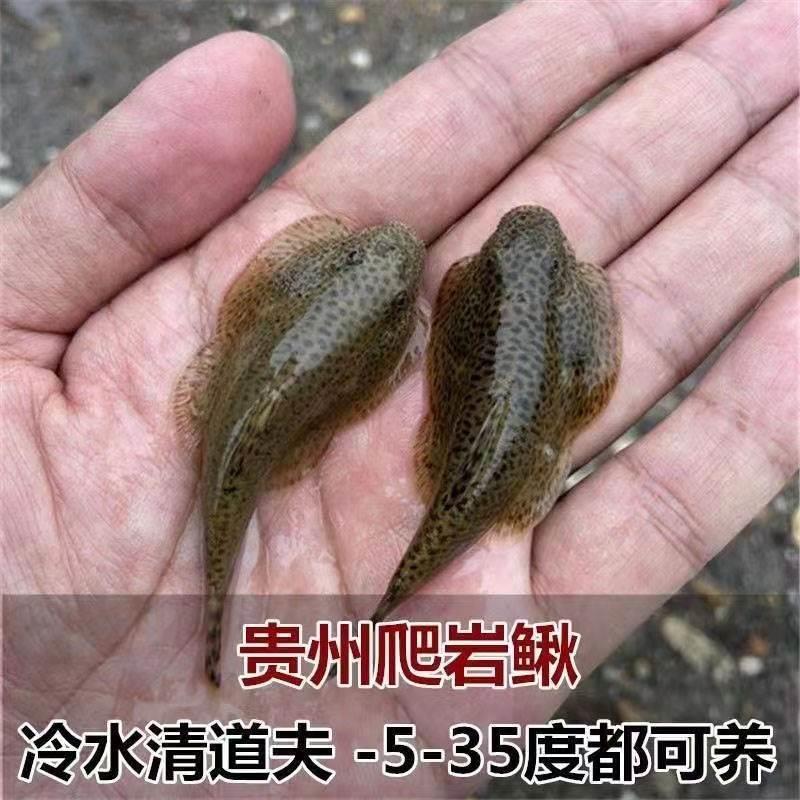 贵州爬岩鳅琵琶鱼双吸盘冷水清道夫不加温小提琴鱼缸清洁工原生鱼-图1