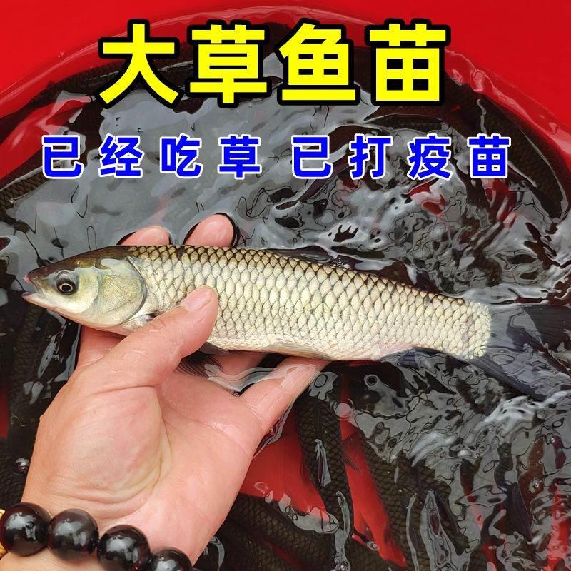 草鱼苗特大一斤半草鱼苗淡水养殖食用脆肉皖鱼好养小鱼苗活鱼 - 图0