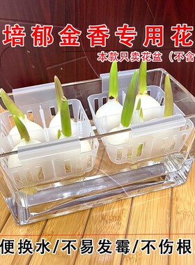 新款水培郁金香花盆含定植篮水养种球玻璃器皿方便透明郁金香花瓶