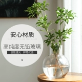 Творческая гидропонная ваза гостиная.