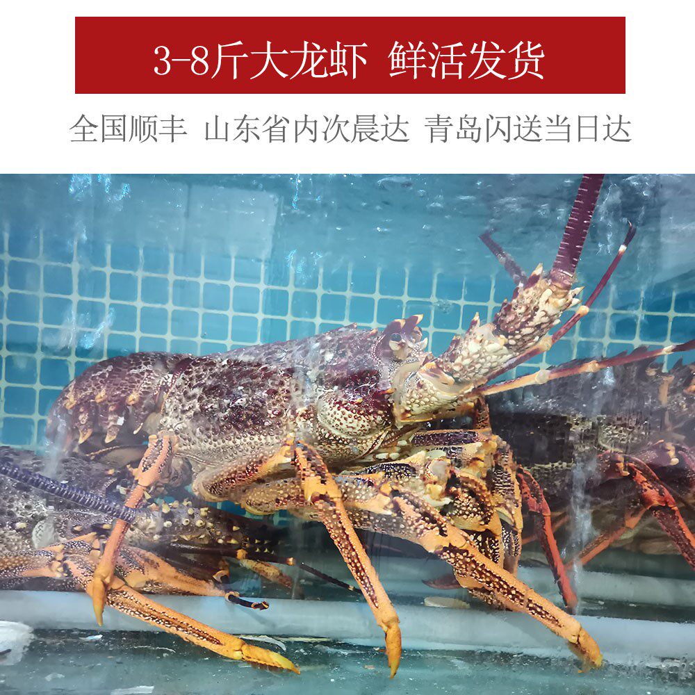 澳洲龙,欧洲龙,澳洲龙鱼_大山谷图库