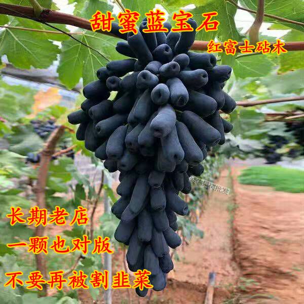 嫁接阳光玫瑰葡萄苗【夏黑砧木】妮娜皇后葡萄苗【5BB砧木】保真 - 图1