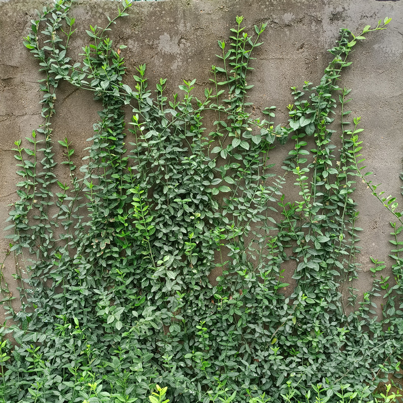 花叶小叶扶芳藤耐寒爬藤花卉攀缘植物卫矛四季常青可护坡绿植-图0