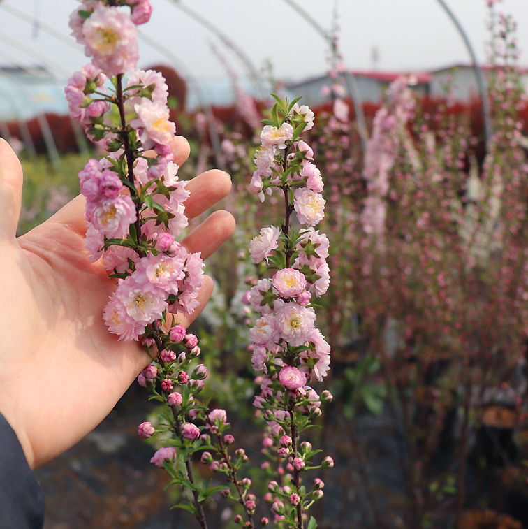 重瓣榆叶梅花树苗盆栽阳台庭院耐寒花卉植物四季浓香郁李花苗盆栽-图0