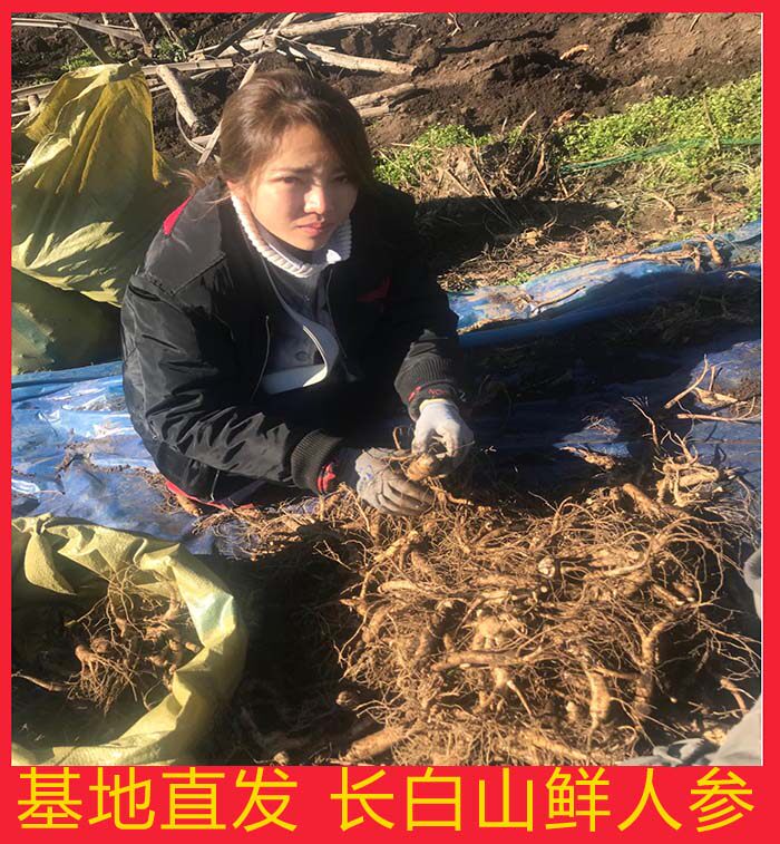 长白山鲜人参新鲜野生鲜2带土人参 吉珍庄园人参/园参及其制品
