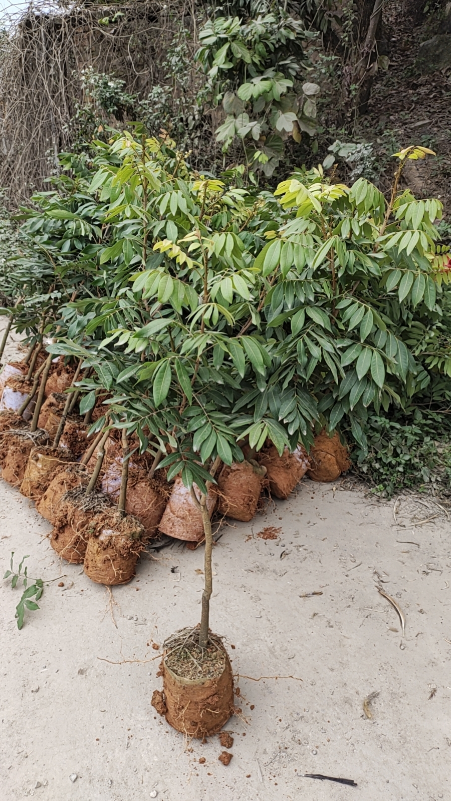 龙眼树苖盆栽水果树苗储良桂圆石硖南方四季庭院种植地栽果树果苗