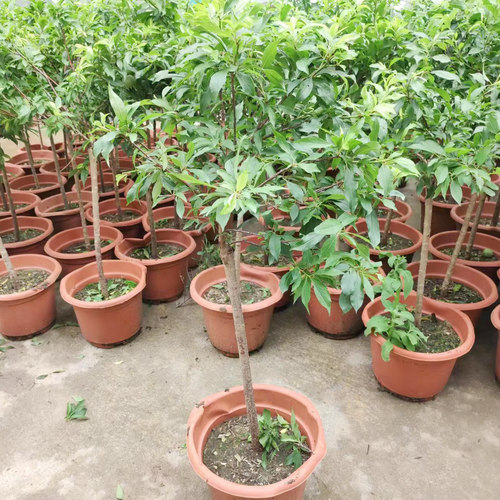 钱排银妃三华李树苗特大树水果苗红心李子树苗果树带土发货盆地栽 - 图2