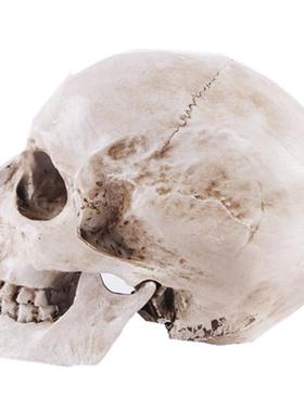 树脂工艺品骷颅头模型教学用品骷髅头动物头骨万圣节道具化装舞会