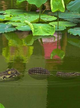 鳄鱼头庭院池塘漂浮动物摆件户外水池仿真装饰品