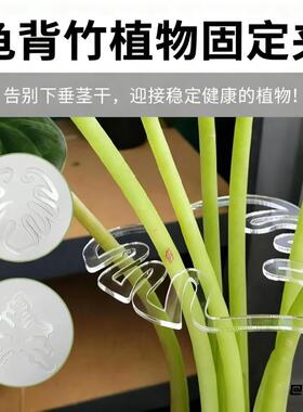 植物支撑架水培支撑杆绿植架透明色春雨盆花室外蝴蝶兰神器装饰