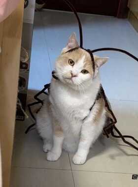 cosplay蟑螂衣服搞笑条纹衣服DIY蟑螂搞怪猫咪衣服纯情