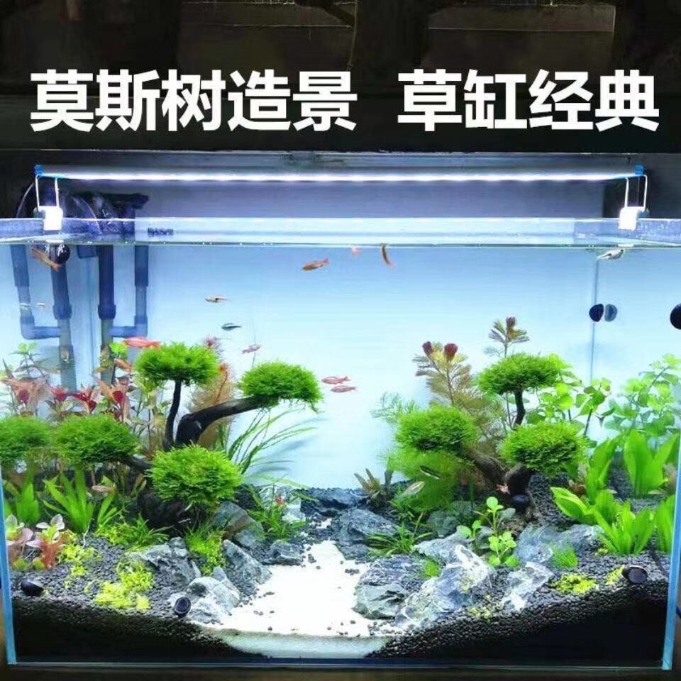 鱼缸水草淡水草 新人首单立减十元 21年8月 淘宝海外