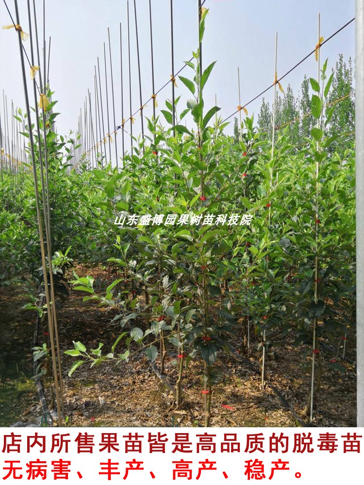 嫁接123小苹果树苗东北耐寒鸡心果沙果树苗盆栽北南方种植当年果 - 图1