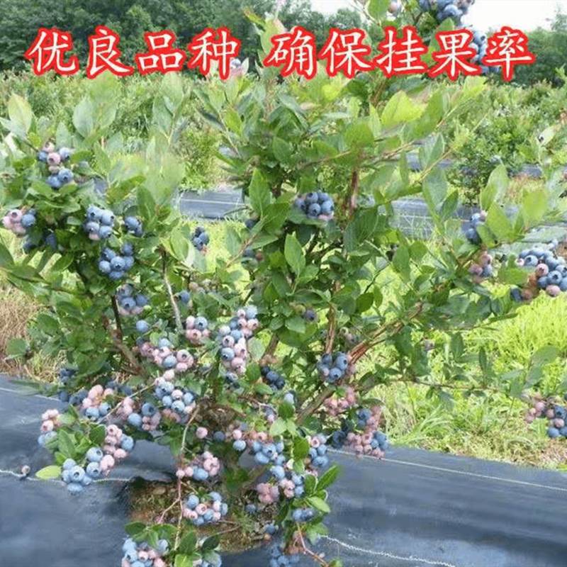 蓝莓树果苗盆栽地栽阳台庭院南北方种植当年结果特大奥尼尔蓝莓苗-图2