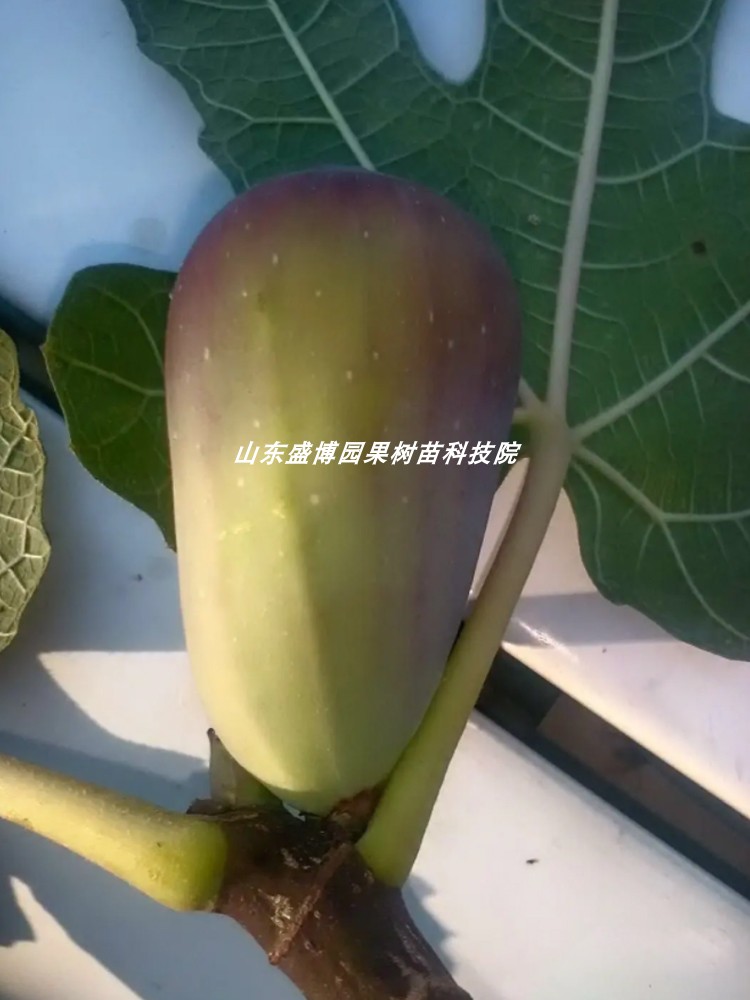 黑茄子无花果树苗紫果特大糖心无花果苗盆地栽北南方种植当年结果 - 图0