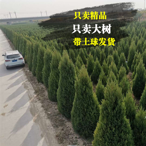 柏树树苗塔柏四季常青松柏树大树苗侧柏蜀桧苗扁柏宝塔松龙柏耐寒 - 图2