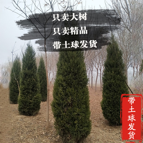 柏树树苗塔柏四季常青松柏树大树苗侧柏蜀桧苗扁柏宝塔松龙柏耐寒 - 图0