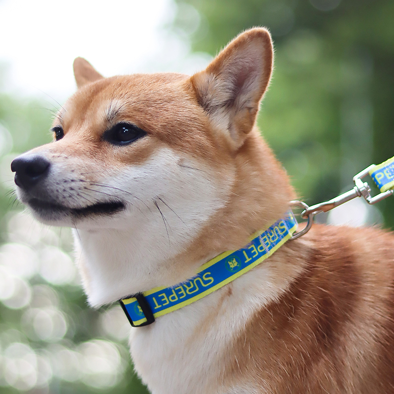 狗脖圈中小型犬牵引绳套装金毛拉布拉多大型犬颈圈猫项圈狗狗项圈 - 图1