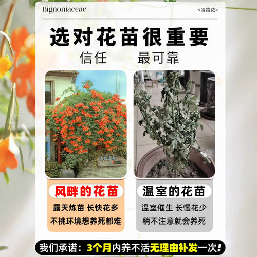 凌霄花苗爬藤植物春秋开花耐寒耐热炮仗花苗阳台庭院花植物凌霄花 - 图1