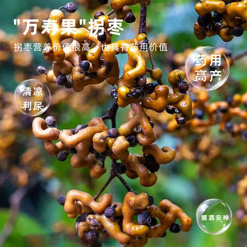 拐枣苗树盆栽拐枣树活苗嫁接特大号万寿果树苗南北方种植当年结果 - 图1
