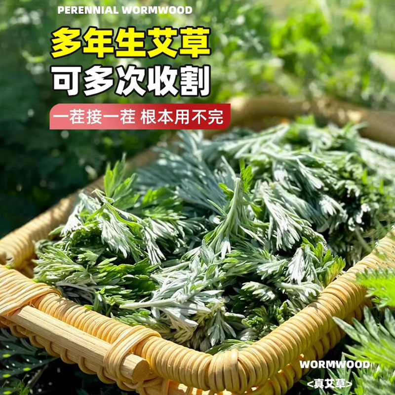 艾草种籽食用青团艾叶野生药用大叶种子驱蚊艾蒿阳台庭院四季种植 - 图1