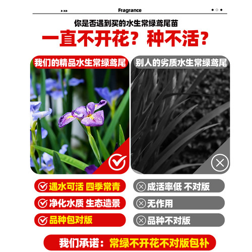 常绿水生鸢尾蓝花鸢尾花菖蒲常绿菖蒲耐寒水生植物四季常绿浮岛 - 图0