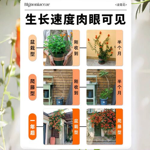 凌霄花苗爬藤植物春秋开花耐寒耐热炮仗花苗阳台庭院花植物凌霄花 - 图3