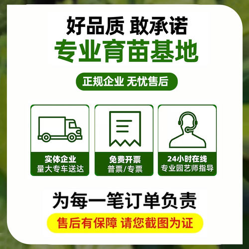 药用杜仲树苗中草药连翘药材种植苗庭院耐寒地栽四季果树果苗盆栽 - 图3