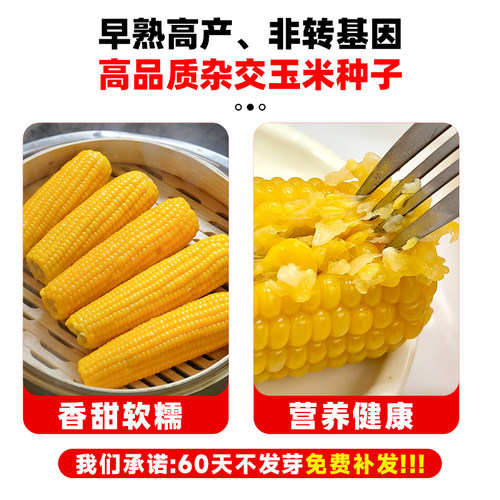 东单6531杂交玉米种子国审大棒高产稳产抗病大田优质玉米种籽孑 - 图3