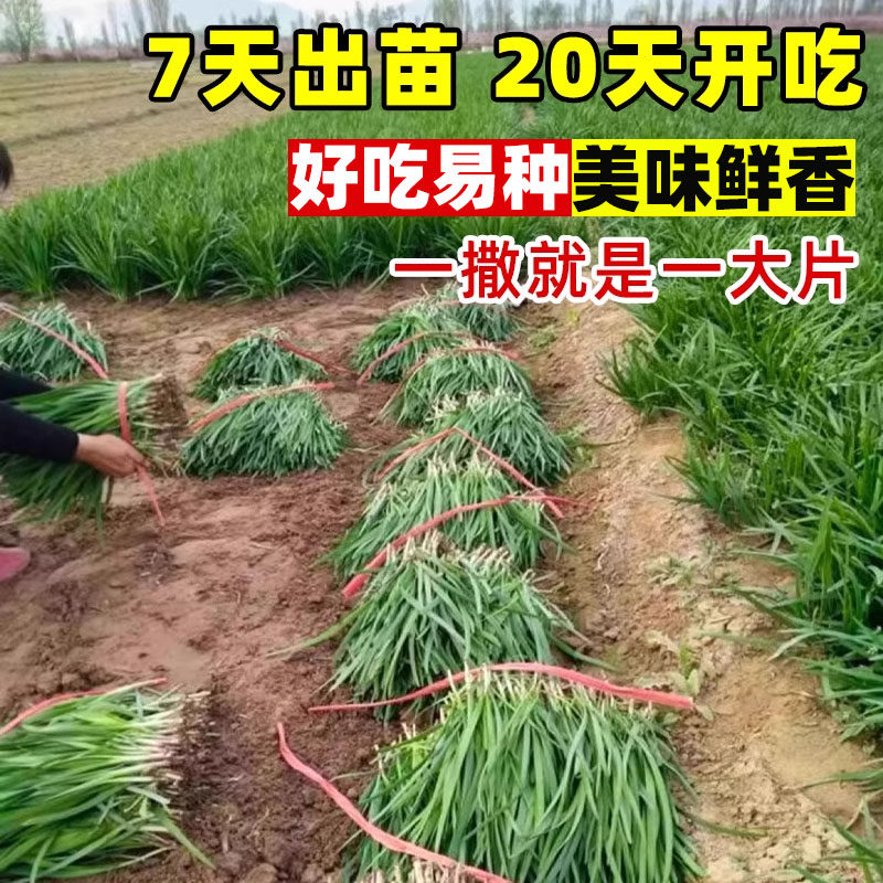 紫根韭菜种子独杆红韭菜籽多季韭菜种籽宽叶大叶耐热耐寒高产蔬菜,淘宝优惠券,粉丝福利购,淘宝优惠卷