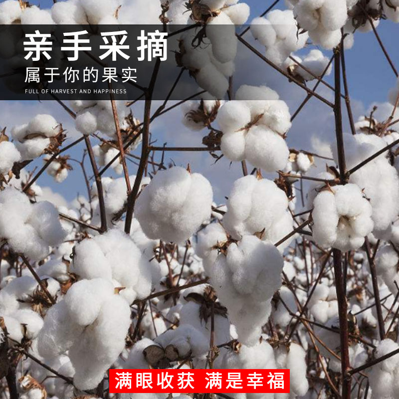 新棉花籽棉籽仁家庭盆栽植物懒汉棉高产抗虫抗病大田种植棉花种子-图1