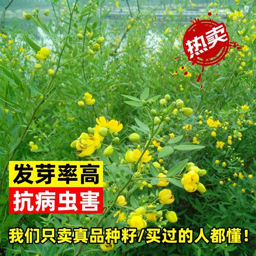 蛇灭门种子孑望江南野决明籽驱蛇虫草花种籽庭院阳台盆栽四季花卉 - 图2