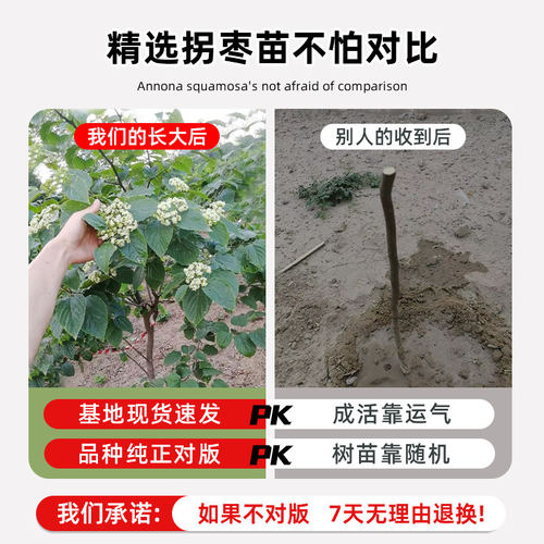 拐枣苗树盆栽拐枣树活苗嫁接特大号万寿果树苗南北方种植当年结果 - 图0