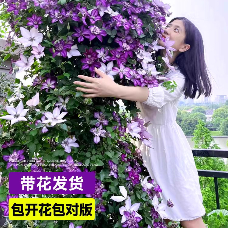 铁线莲大苗带花苞乌托邦爬藤植物庭院盆栽耐热耐寒绿植花卉好养花,淘宝优惠券,粉丝福利购,淘宝优惠卷