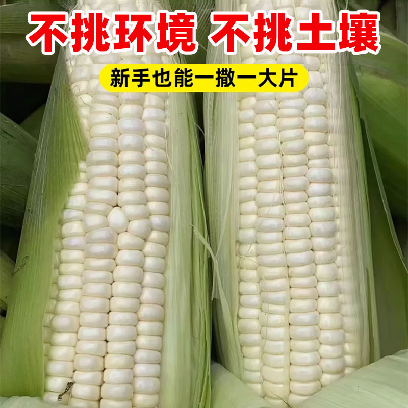 甜糯182玉米种子超甜白玉米种籽春秋种颗粒饱满香甜软糯玉米种孑 - 图0